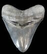 Beautiful, Fossil Megalodon Tooth - Serrated #38737-1